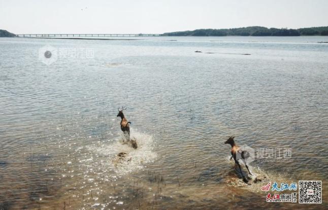 “呦呦鹿鸣”响起 31头野生麋鹿在南昌“上岸”