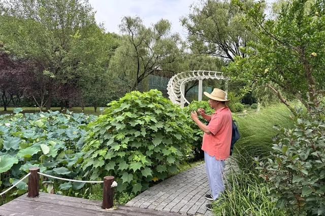 夏日限定美景加载中！来杨浦赏荷品莲，好city啊~