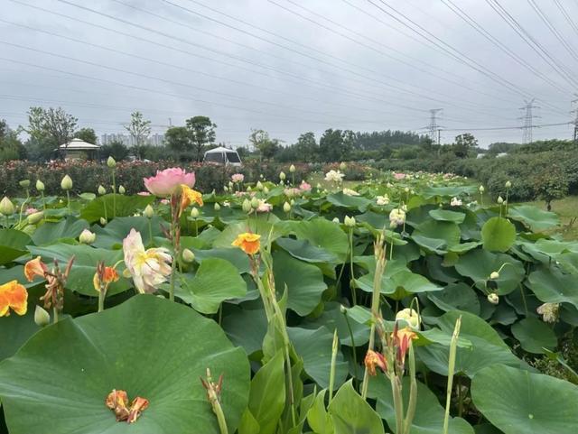 “家门口的好去处”你最喜欢的是？快来为杨浦这三处投票吧→