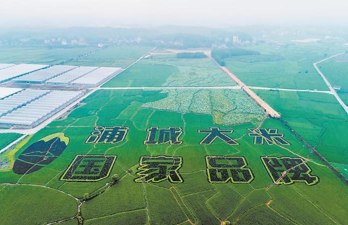 深读 | “福建粮仓”的底气何来