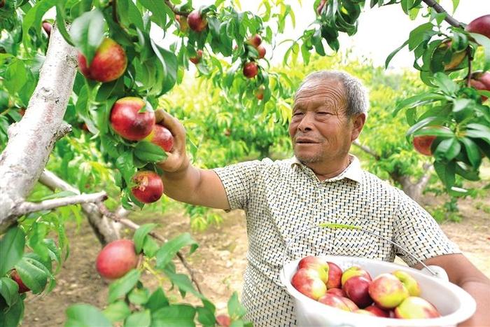 临夏县南塬乡张河西村的近千亩油桃相继成熟