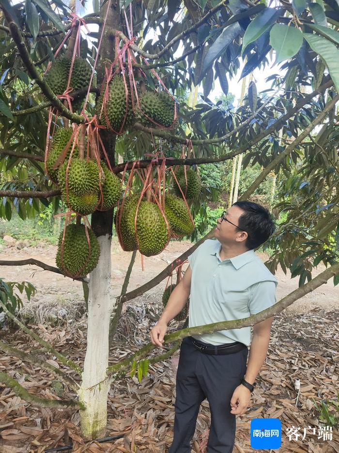 主打树熟！海南榴莲瞄准精品市场发力