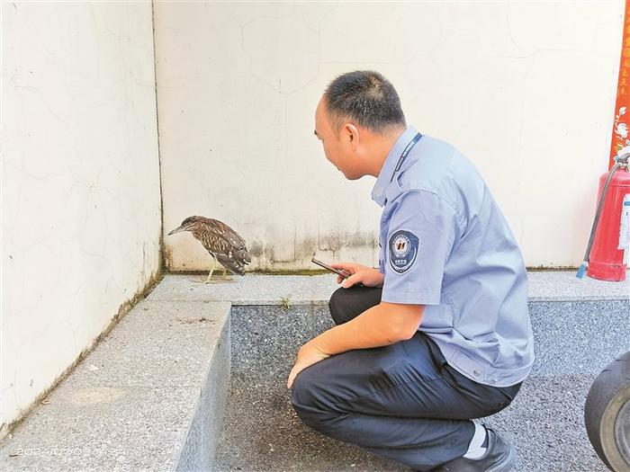 出租屋“飞”来国家二级保护动物