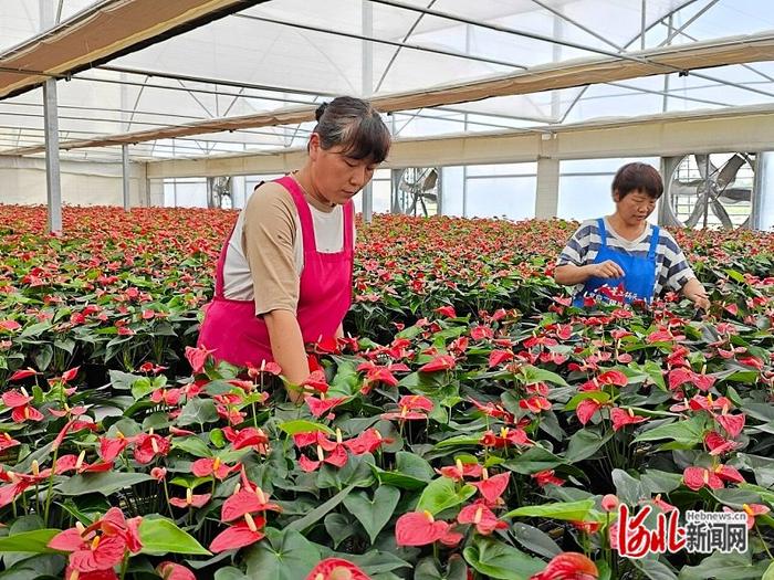 记者走基层｜红掌绽放“花样经济”