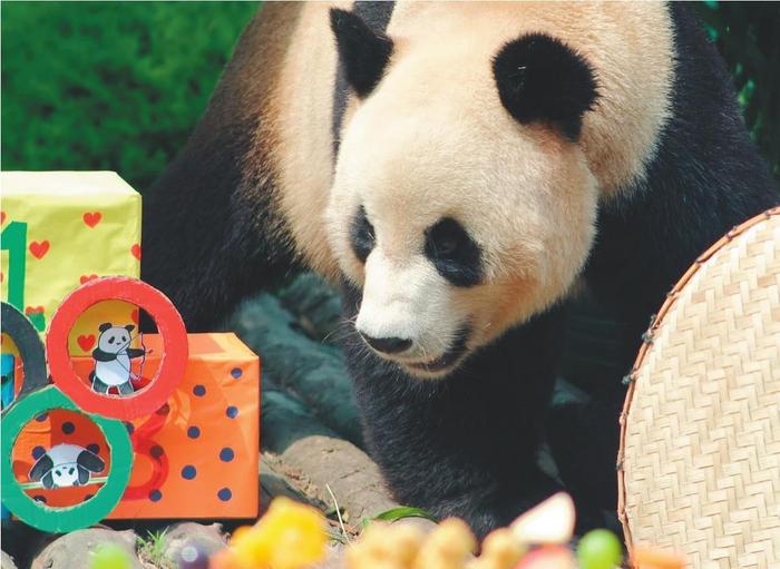 14岁啦！大熊猫“金虎”过生日