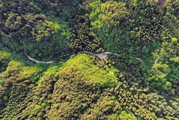 加快推进9项改革任务 《贵州省深化集体林权制度改革实施方案》印发
