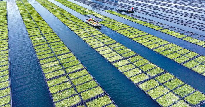 浙江省杭州市淳安县积极运用生态浮岛水上植物无土栽培技术筛选陆生植物种植于水面保护千岛湖一湖秀水