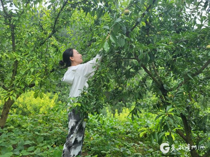 桐梓新站：夏季品果 有“李”最好