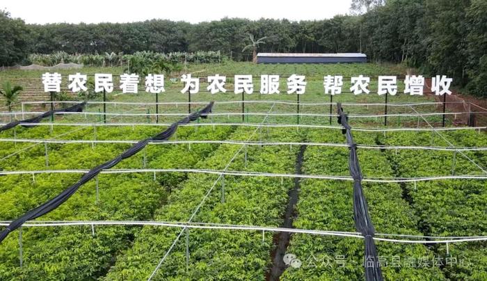 临高皇桐富雄村：“生态+经济”发展沉香 打造现代农业产业园