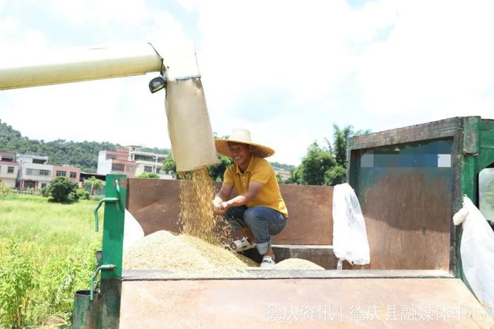 肇庆这些地方都化身“金色海洋”啦→