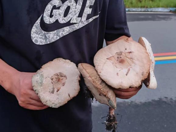 梅姑娘卷土重来！雨后冒出来的蘑菇能吃吗？