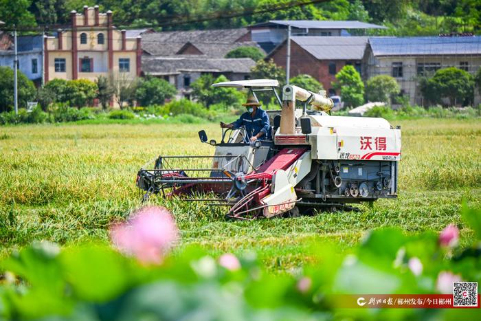 图 | 抢农时 忙“双抢”