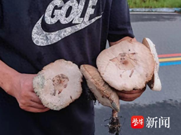 雨后冒出来的蘑菇，能吃吗？网传的辨别方法，靠谱吗？