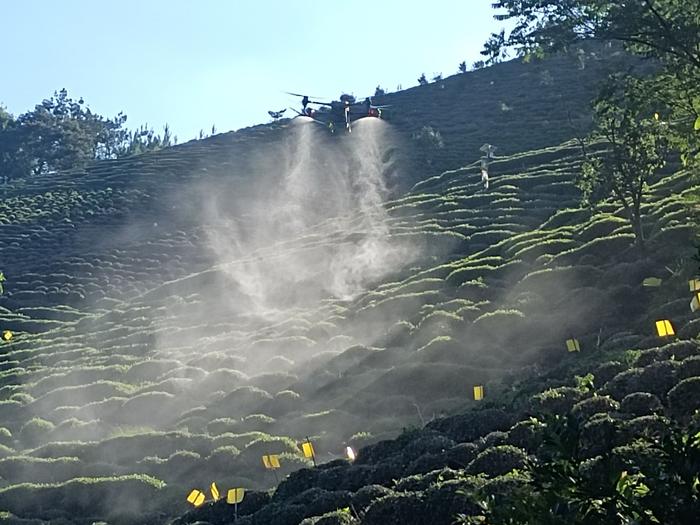 歙县溪头镇：灾后茶园忙修复