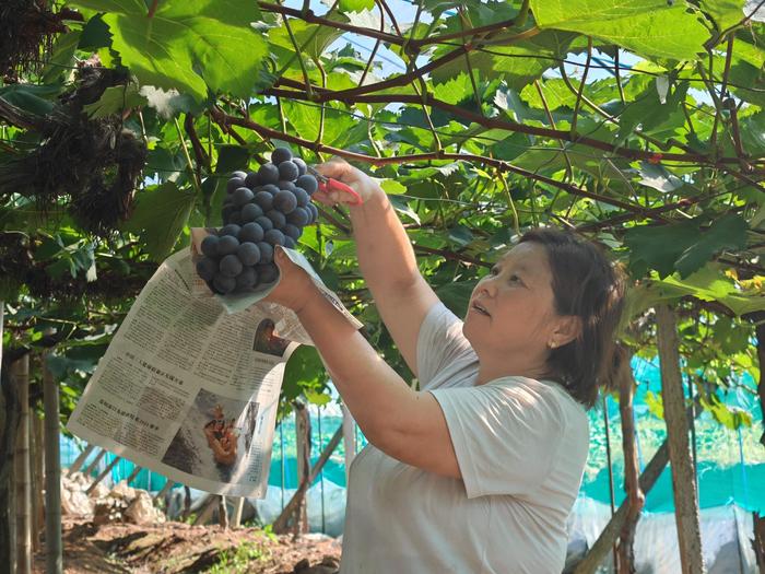 歙县桂林镇：岑山葡萄滋味甜  乡村繁忙产业兴