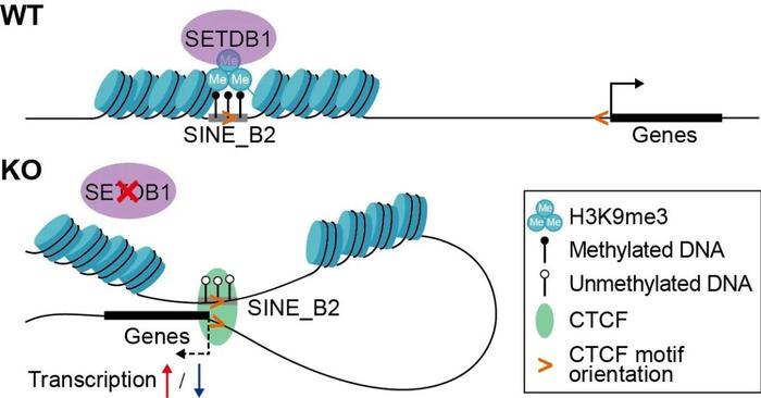 复旦大学江燕课题组合作研究：借助多组学技术揭示SETDB1调控神经前体细胞中短散在核元件和染色质环构象的分子机制