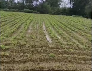 河南持续降雨  花生又双涨价了！