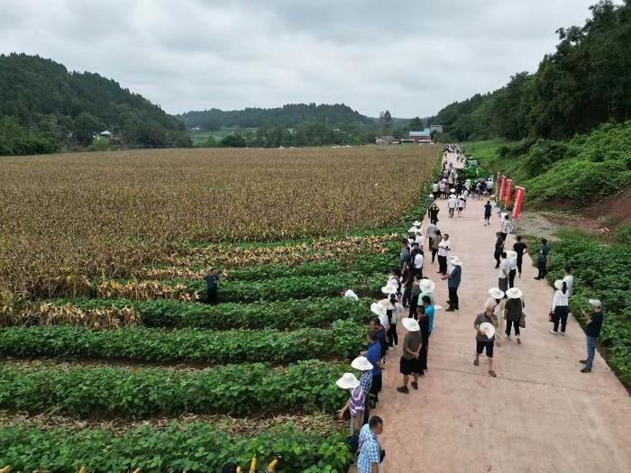 大暑前夕，这场推进会给出什么粮食高产的新招？