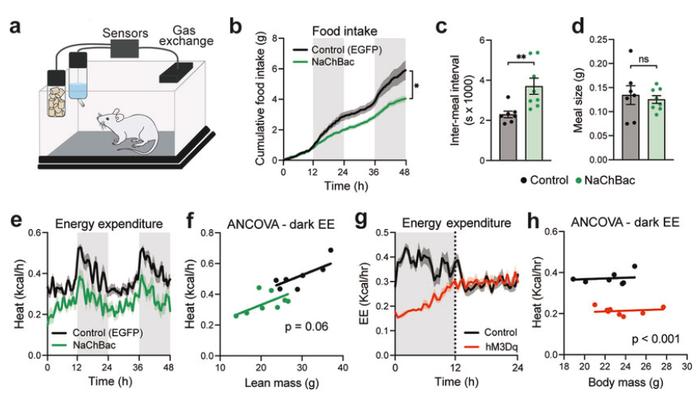 如何在不恶心的情况下让你吃饱就停？Nature | 科学家有望降低新一代流行减肥药物所产生的副作用！