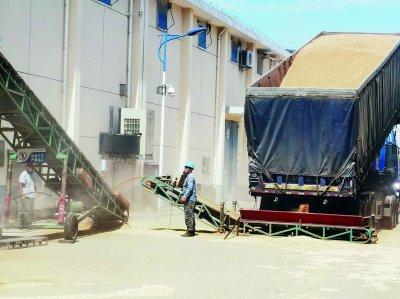 夏粮收购“进度条”90%！南京全市累计收购小麦16.1万吨