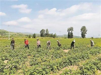 山西省朔州军分区多措并举帮扶界河村做强特色产业——小土豆变身“金疙瘩”