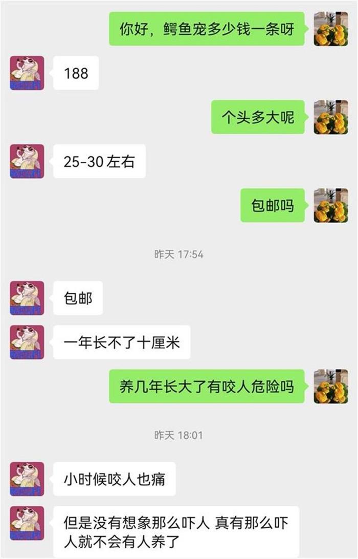 热闻|鳄鱼出逃事件多次发生，记者调查：一条鳄鱼宠物网售不到200，个人可以随便饲养？