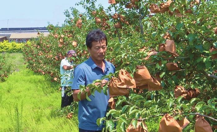 绥中大台山苹果丰收在望