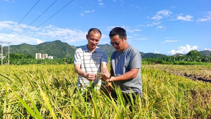 肇庆这些地方都化身“金色海洋”啦→