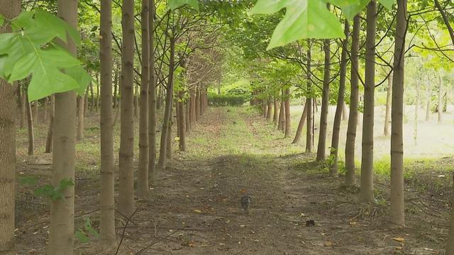 金山森林里的科普基地，你去过吗？