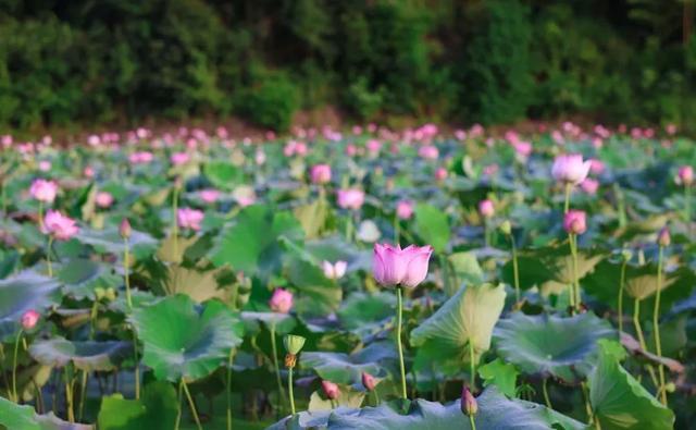 建宁夏季旅游线路推荐！这份乐不思“暑”的游玩攻略，“趁热”收好