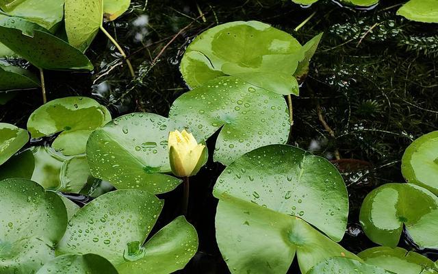 芳菲满园丨雨后的植物世界有多美？