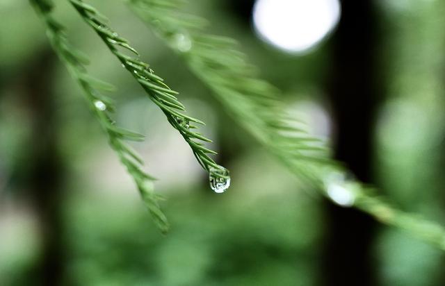 芳菲满园丨雨后的植物世界有多美？