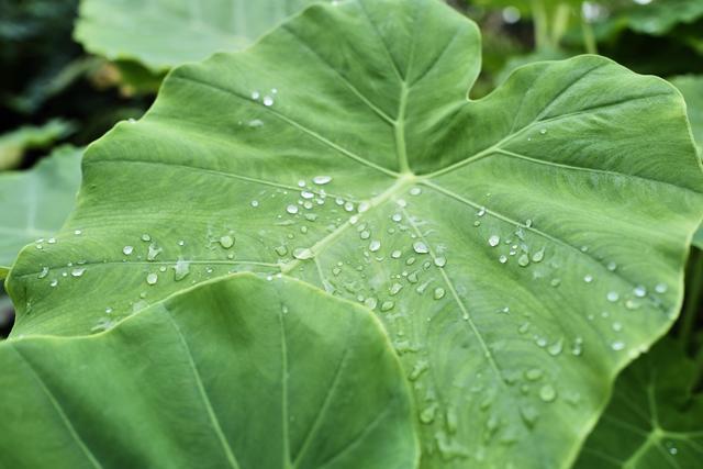 芳菲满园丨雨后的植物世界有多美？