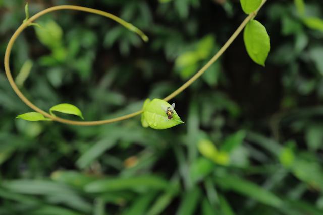 芳菲满园丨雨后的植物世界有多美？