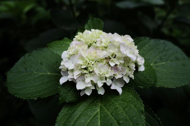 芳菲满园丨雨后的植物世界有多美？