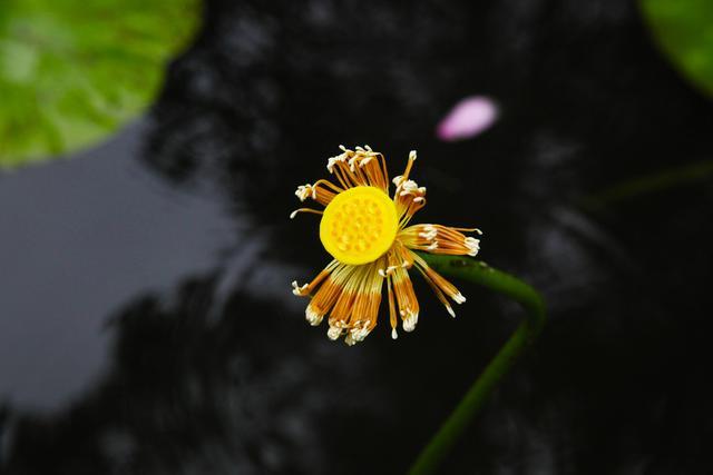 芳菲满园丨雨后的植物世界有多美？