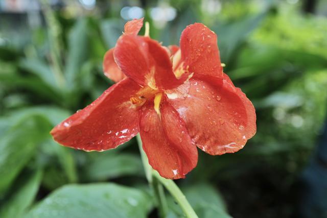 芳菲满园丨雨后的植物世界有多美？