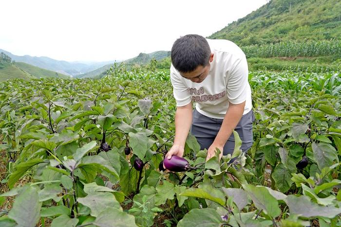 【融媒体中心新闻播报】贵州纳雍：茄“紫”椒“绿”迎丰收