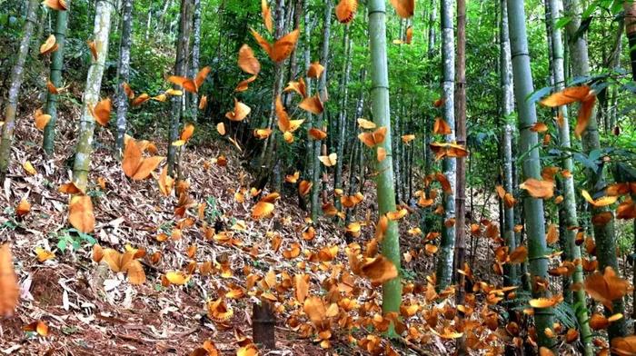 到云南来一场研学游，探索“生态秘境”