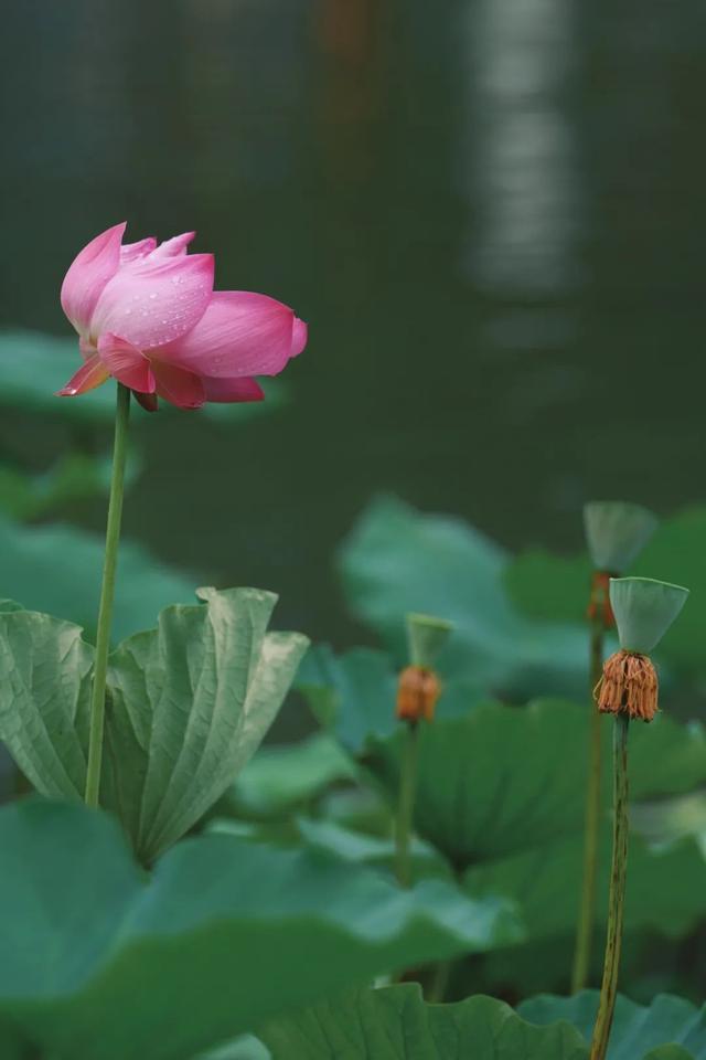 雅韵蟠龙，最是江南｜莲叶如盖，菡萏飘香