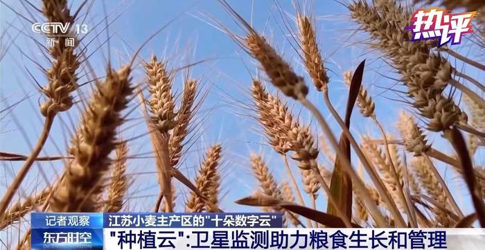 热评丨夏粮再丰收 这个“单”字不简单