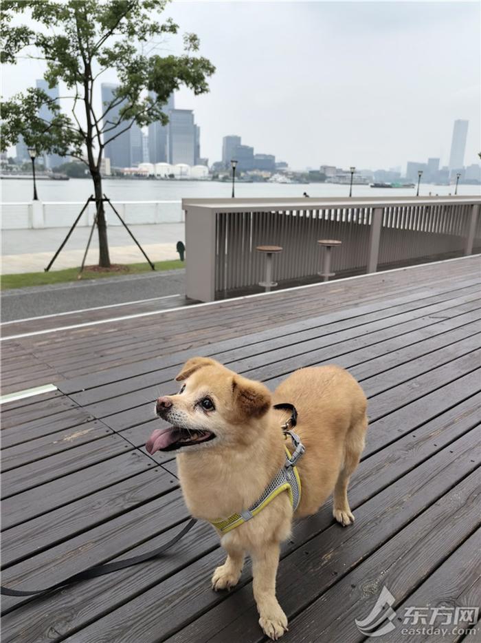 浦东滨江也能遛狗了！前滩、后滩开放宠物友好区域，这些地方还能滑板轮滑