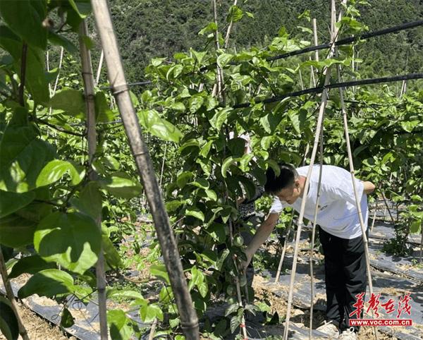 以青春智慧助力乡村振兴  湘邮学子走进郴州瑶岭智慧农业基地开展研学考察