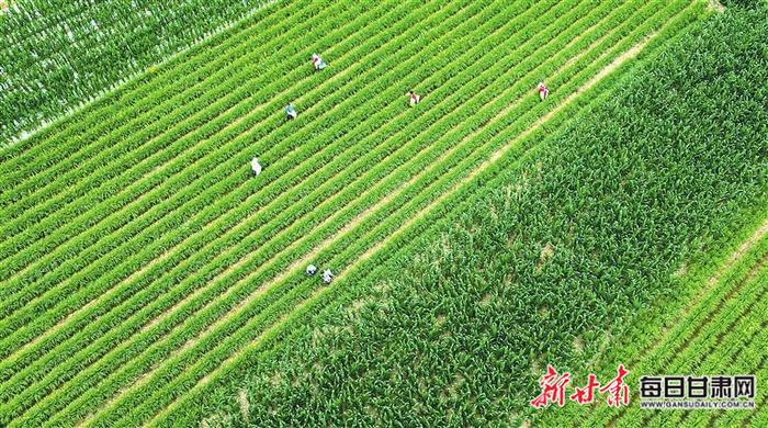 【图片新闻】庆阳市西峰区调整种植结构 规模化种植黄花菜