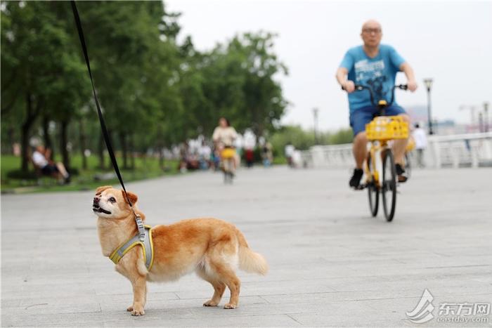 浦东滨江也能遛狗了！前滩、后滩开放宠物友好区域，这些地方还能滑板轮滑