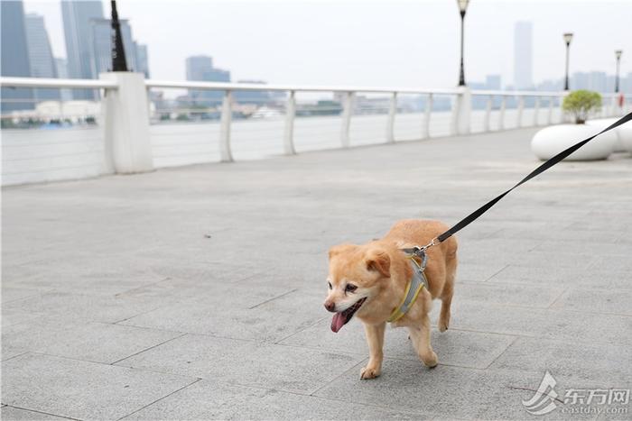 浦东滨江也能遛狗了！前滩、后滩开放宠物友好区域，这些地方还能滑板轮滑