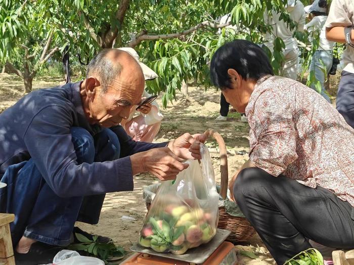 镇原老马家的桃园获丰收：早桃抢鲜上市 受市场追捧