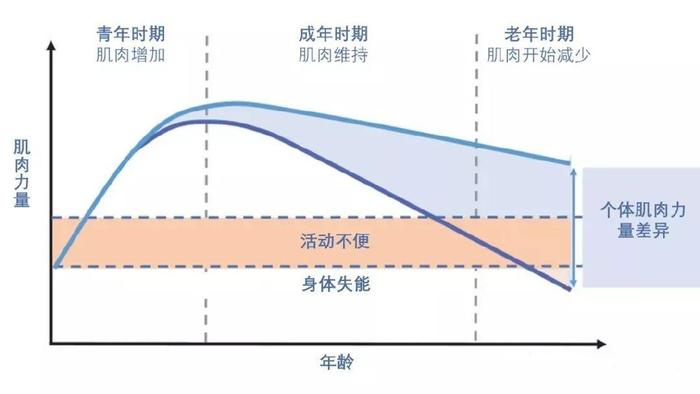 小腿围低于这个数，要当心「肌少症」