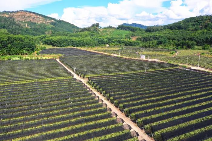 白沙阜龙乡那查村：留住乡景乡愁 共绘和美乡村画卷