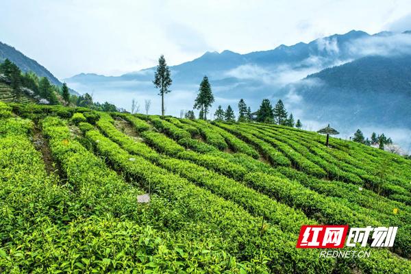 新化红茶·茶山 | 新化这片山，为何成为湖红之源？